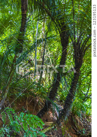 Palm trees in natural tropical jungle forest Ilha Grande Brazil. 123195133