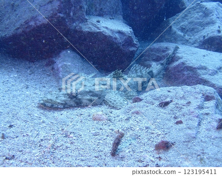 A crocodile crocodile lying motionless on the sandy bottom of the sea A crocodile crocodile lying motionless on the sandy bottom of the sea 123195411