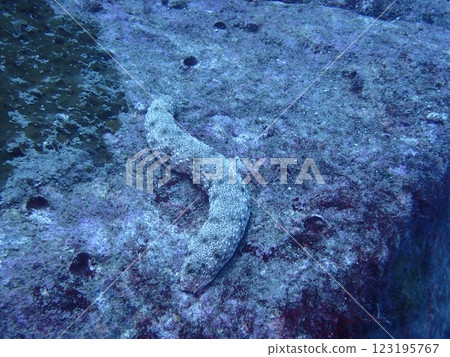 The sea cucumber that lives on rocky areas of the sea The sea cucumber that lives on rocky areas of the sea 123195767
