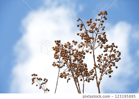 Winter-withered crape myrtle fruit (capsule) Winter-withered crape myrtle fruit (capsule) 123195895