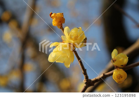Winter plum blossoms herald the arrival of spring Winter plum blossoms herald the arrival of spring 123195898