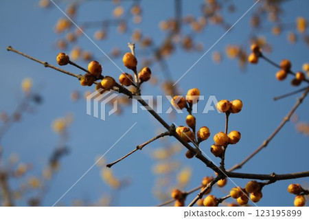 Blue sky and wintersweet buds Blue sky and wintersweet buds 123195899