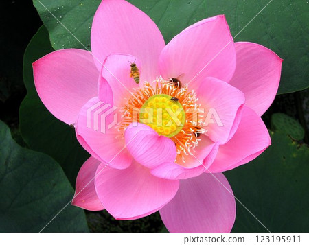 Lotus flowers and bees 123195911