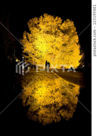 Illumination and reflection of the large ginkgo tree in Kitakanegasawa 123195981