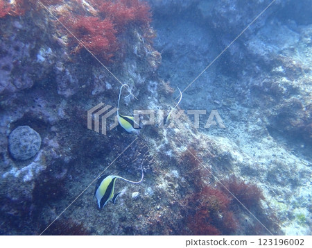 Moorfish swimming in the sea 123196002