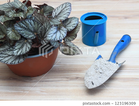 Fertilisation with using wooden ash full of calcium and potassium. 123196309