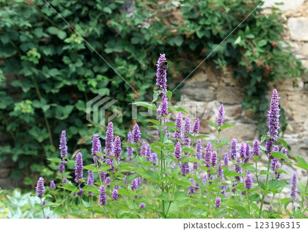 Flowering Agastache foeniculum, also called anise hyssop in country herb garden. 123196315