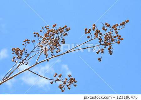 Winter-withered crape myrtle fruit (capsule) 123196476