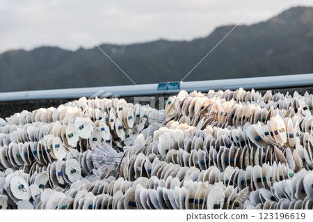 [Hiroshima Miyajimaguchi: Seedling collection essential for oyster farming] 123196619