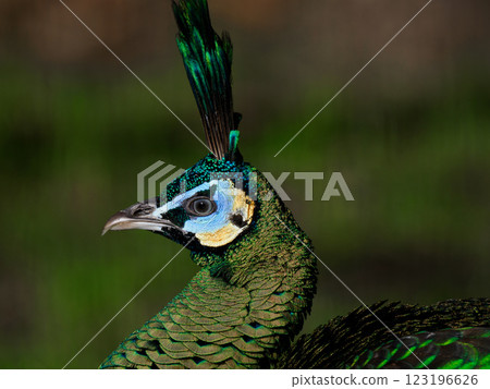 green peafowl (pavo muticus) isolated on white background green peafowl (pavo muticus) isolated on white background 123196626