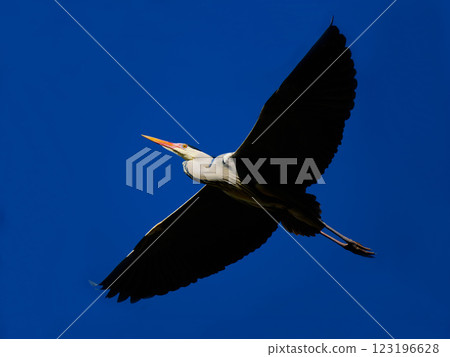 gray heron flying against the blue sky 123196628