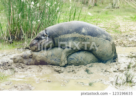 pygmy hippo breeding on in natural environment 123196635