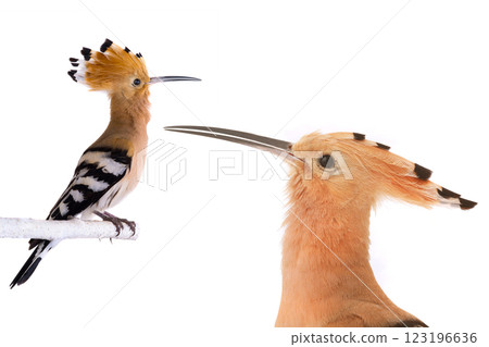 eurasian Hoopoe isolated on a white background 123196636