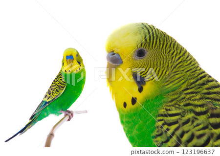 green wavy budgie on a white background 123196637