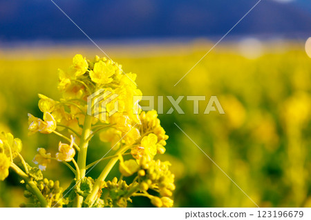 強姦花開始綻放 123196679