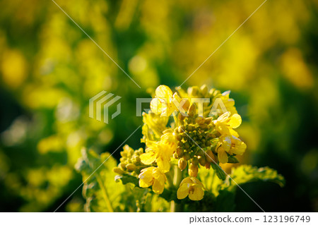 強姦花開始綻放 123196749