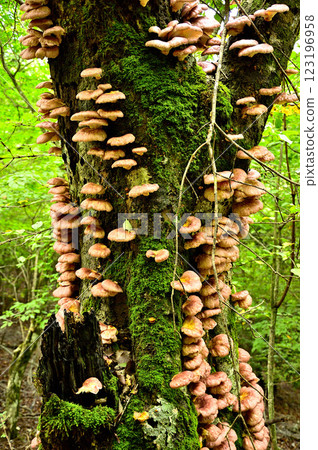 Tsukiyotake mushrooms growing in clusters on trees in the Kagikake area of the Misaka Mountains 123196958