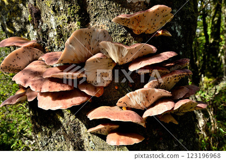 Tsukiyotake mushrooms grow densely on old trees in the Misaka Mountains 123196968