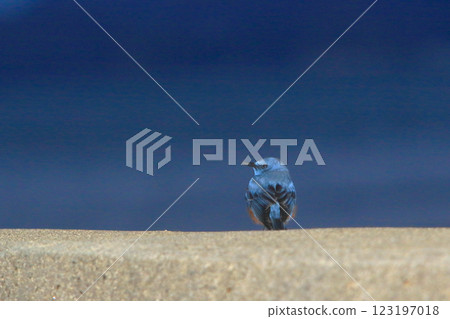 Happy Blue Bird Happy Blue Bird 123197018