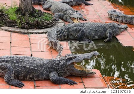 很多鱷魚 123197026