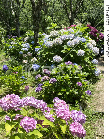 Colorful hydrangea photos Colorful hydrangea photos 123197113