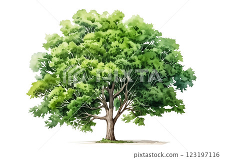 Watercolor green tree isolated on white background 123197116