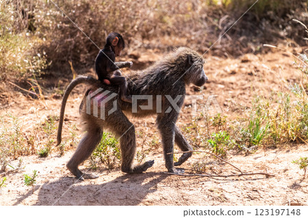 Baboons in Samburu national reserve 123197148