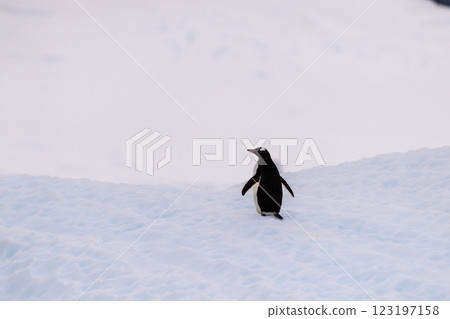 Gentoo on an Iceberg 123197158