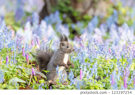 A Hokkaido squirrel posing in a flower field A Hokkaido squirrel posing in a flower field 123197254