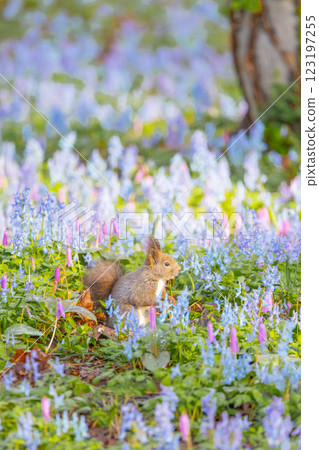 春天在浦臼神社玩耍的北海道松鼠 123197255