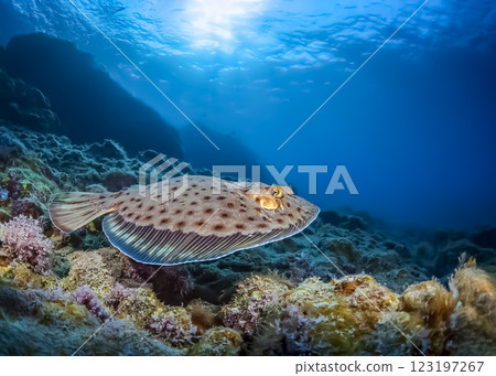 比目魚在海中游泳的圖片 123197267