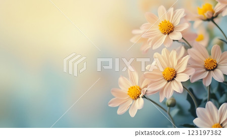 淡色的雛菊花背景材料 123197382