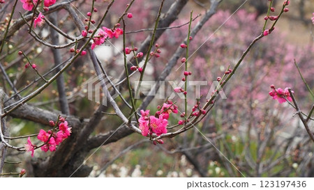 梅花開始綻放 123197436