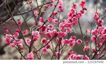 Red plum which began to bloom 123197440