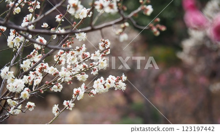 梅花告訴春天的到來 123197442