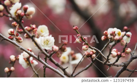 white plum blossom 123197459