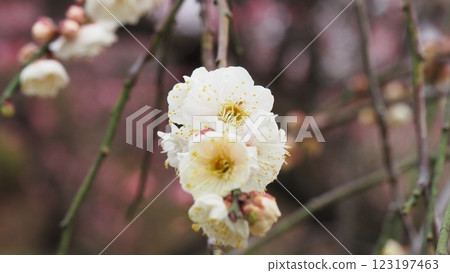 白梅花 白梅花 123197463