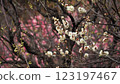 Plum blossoms and buds, plum blossoms, pink plum blossoms are beautiful 123197467