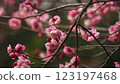 Plum blossom  123197468