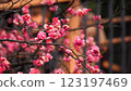 Red plum flower 123197469