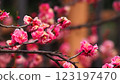 Red plum blossom begins to bloom 123197470