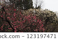 Plum blossoms are in full bloom 123197471