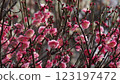 Red plum blossoms in full bloom 123197472