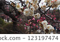 white plum blossom 123197474