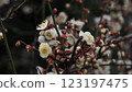 white plum blossom 123197475