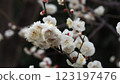 white plum blossom 123197476