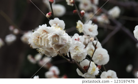 white plum blossom white plum blossom 123197476