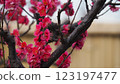 Red plum flower 123197477