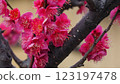 Red plum flower 123197478