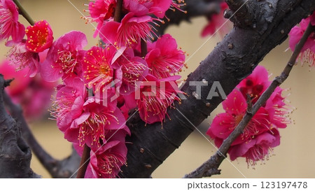 Red plum flower 123197478